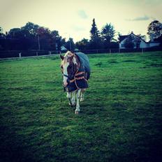 Anden særlig race Timon (Nordea's Bommert)