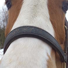 Anden særlig race Timon (Nordea's Bommert)