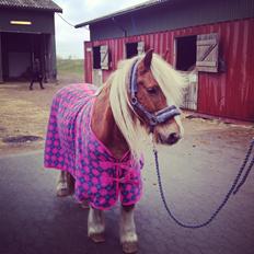 Anden særlig race Mac Gregor/Mags<333