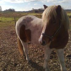 Islænder Hjarti (solget)