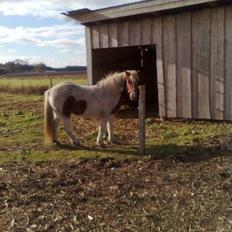 Islænder Hjarti (solget)