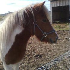 Islænder Hjarti (solget)