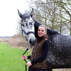 Dansk Varmblod Calikka Sortebjerg