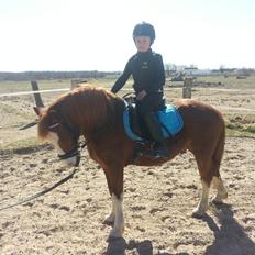 Welsh Pony (sec B) West Side Blue Hit