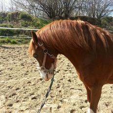 Welsh Pony (sec B) West Side Blue Hit