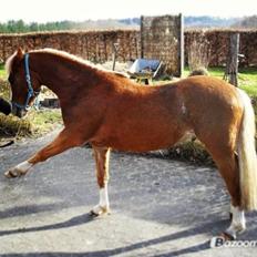 Welsh Pony (sec B) • TOTAL SURPRISE AA •