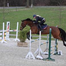 Dansk Varmblod Lantinja (Gitte) <3