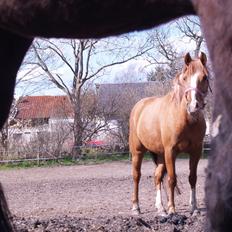 Anden særlig race Poppelgaardens Golden Cilli [Tidligere part]