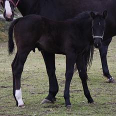 Oldenborg Bakgårdens Silas
