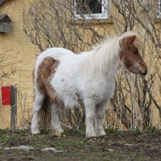 Shetlænder Corrie van de ostrik