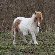 Shetlænder Corrie van de ostrik