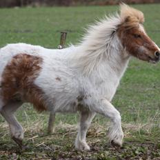 Shetlænder Corrie van de ostrik