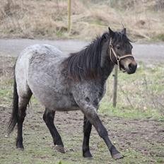 Welsh Mountain (sec A) Solbakken´s Lullu