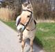 Fjordhest Blitten Mose <3