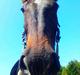 Traver Dream Quantarie<3