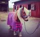 Anden særlig race Mac Gregor/Mags<333