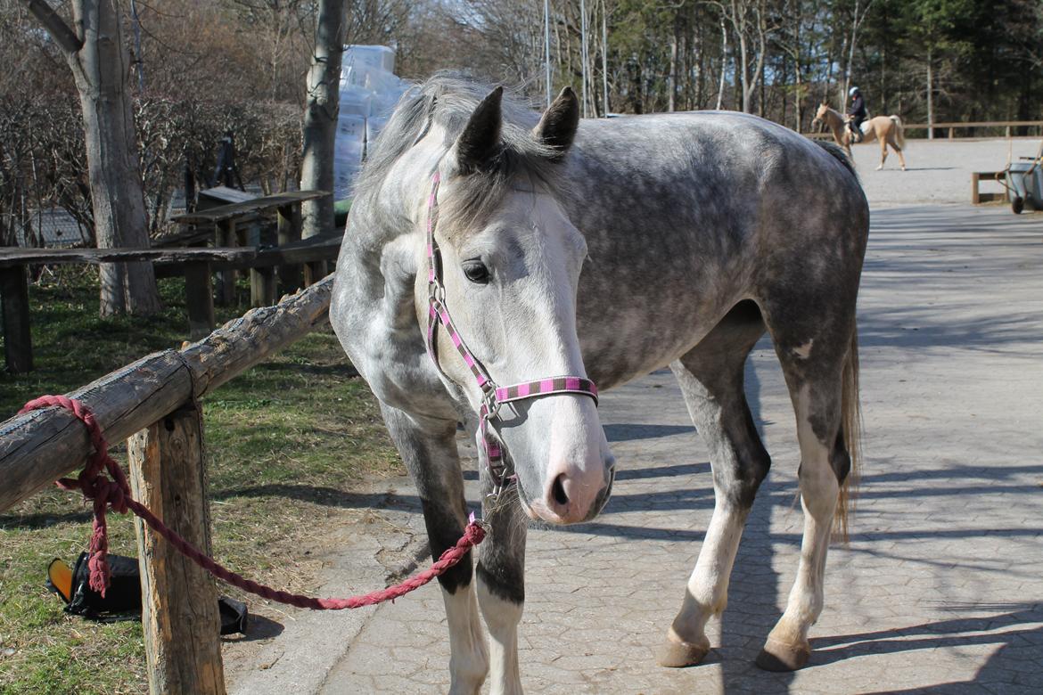 Hollandsk Varmblod Ernavidu billede 7