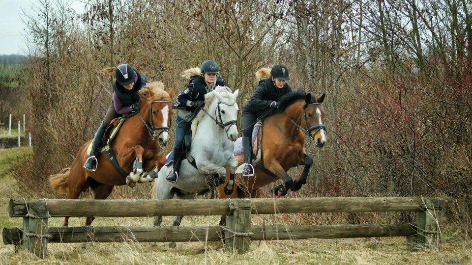 Welsh Pony (sec B) Bakkegaarden's Oliver - 25/4-13, endelig ude på military banen igen (photoshoot til ANE's nye post kort) billede 13