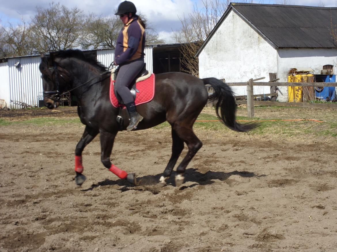 Anden særlig race Diablo - Super godt fanget i galop billede 11