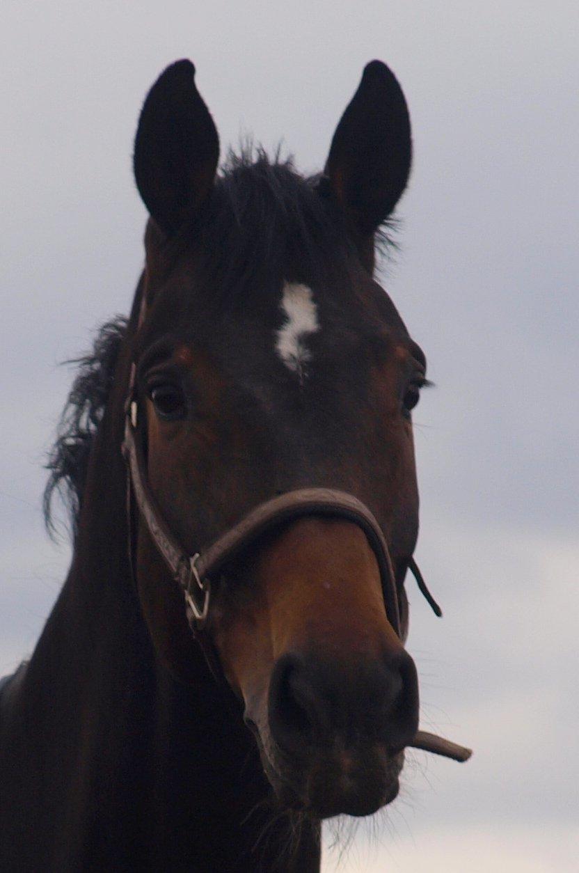 Holstener Dumbledore - Jeg elsker dig.  billede 19