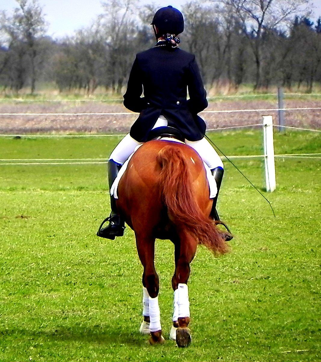 Hollandsk Sportspony Broderigårdens Nando (Gucci Nans) - Stævne Padborg 27-04-2013 billede 42