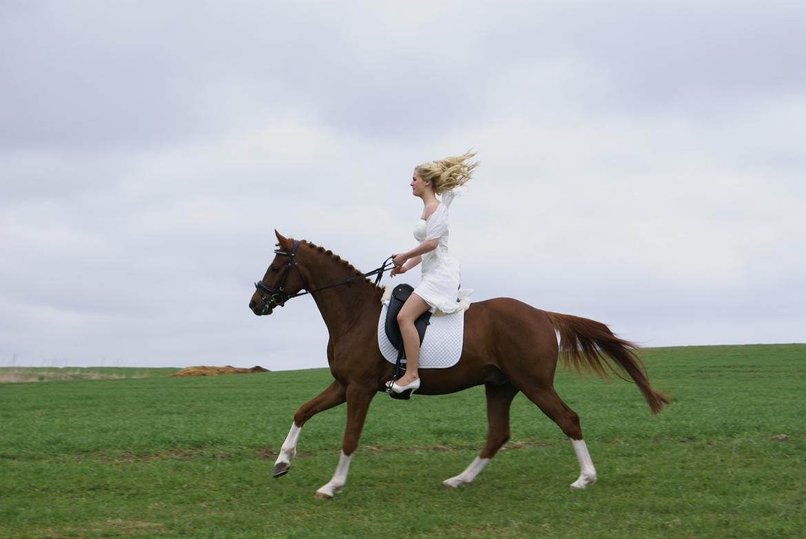 DSP Filur af grønagergård ( Låne pony) billede 2