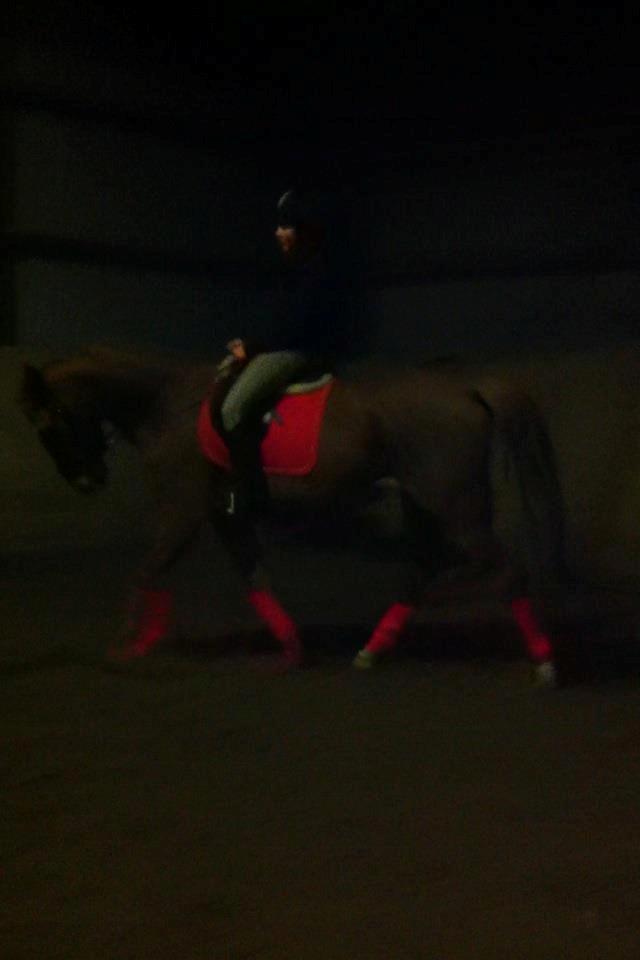 Anden særlig race Fox (Foxi) - Du kan godt når du vil <3 billede 9