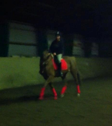 Anden særlig race Fox (Foxi) billede 10