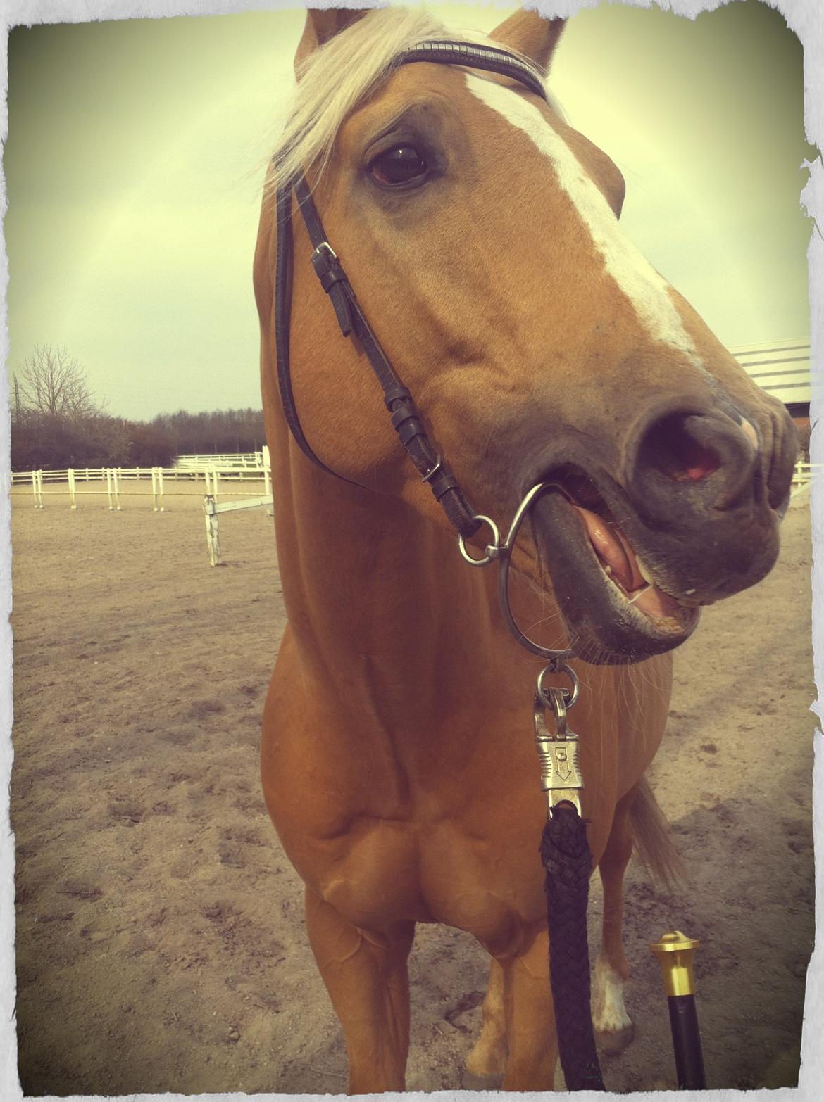 Palomino • Linnel's Casanova *SOLGT* - Siger lige 'Heeej' ;-) billede 5