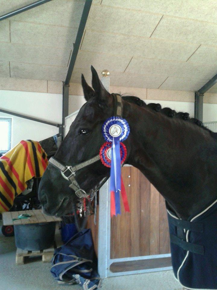 Oldenborg Evita af Hvarre billede 7