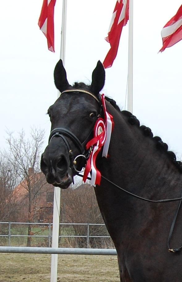 Oldenborg Evita af Hvarre billede 4
