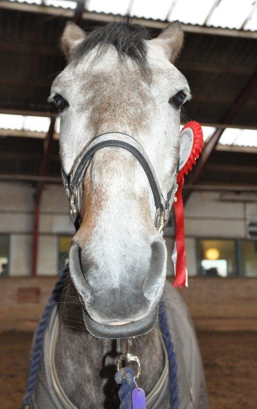 Anden særlig race Hegnsholts Felix - Tossen efter 73 % og 1. plads i LD2 :-) 27.04.13 billede 17