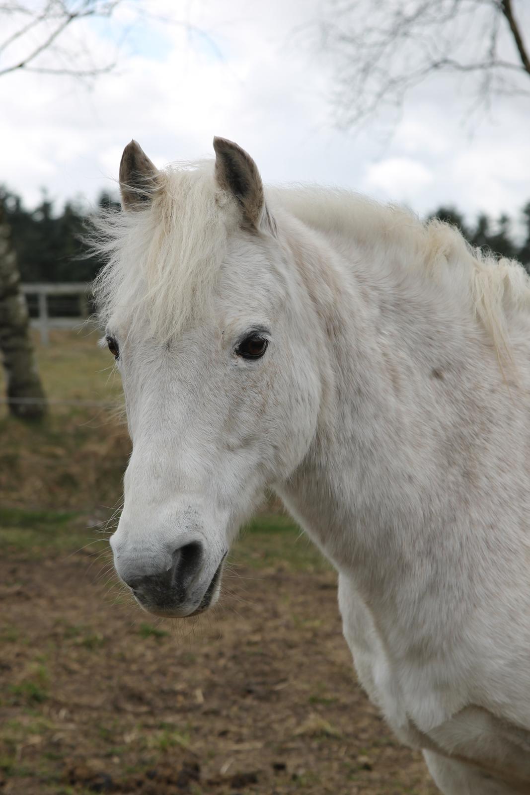 Anden særlig race Frisser [Might'N Magic] - Snutling<3 | April 2013 | Foto: Mig. billede 3