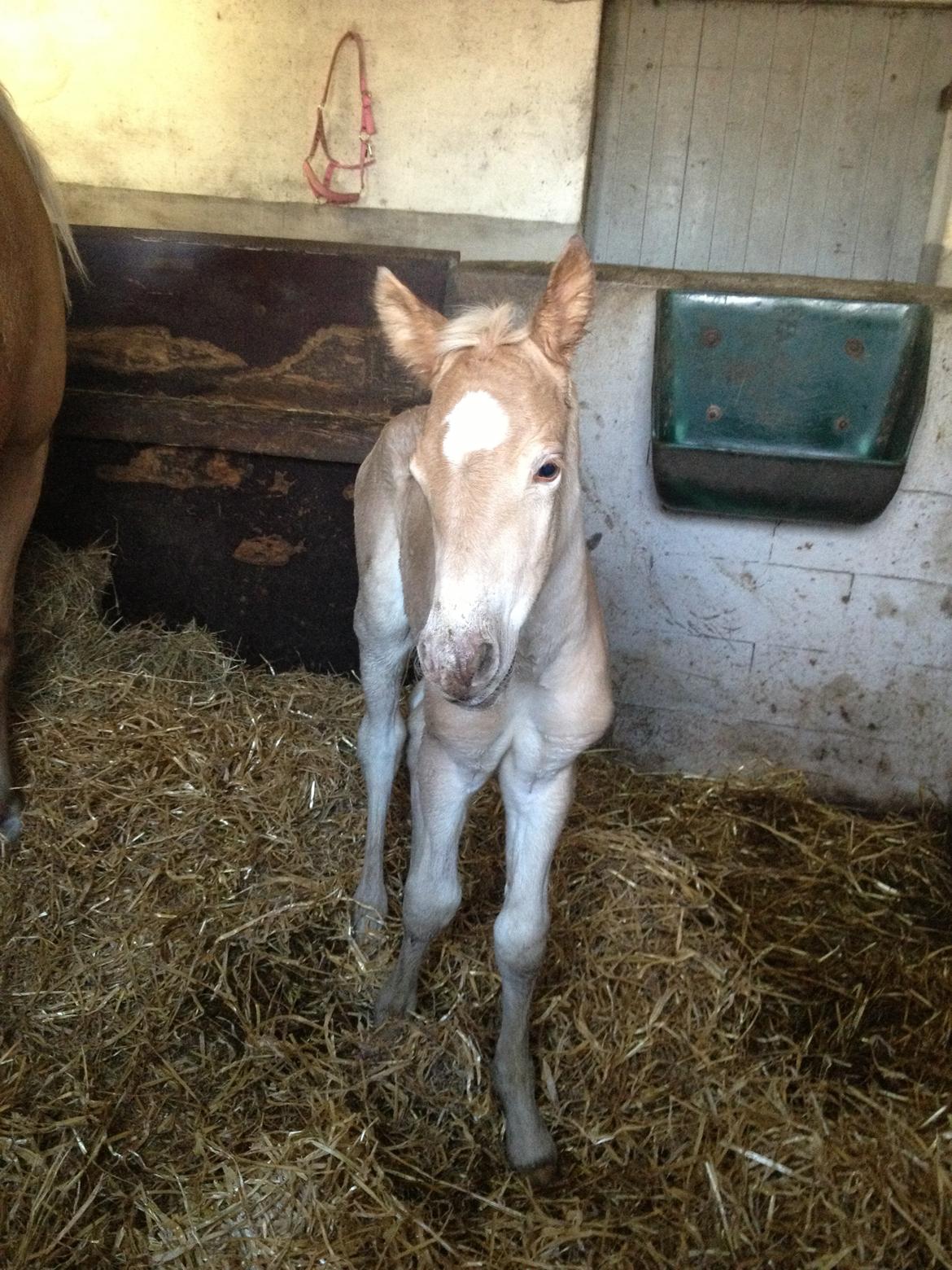 Haflinger Valencia Mosbøl billede 3