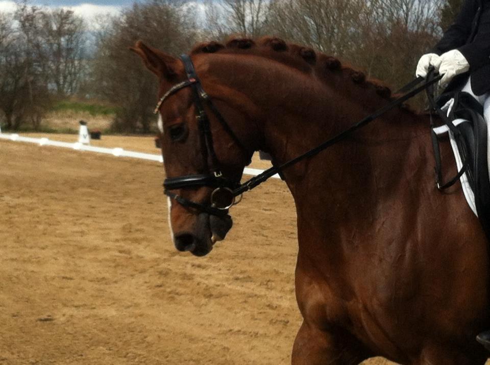 Westfaler Sissi 593 billede 8