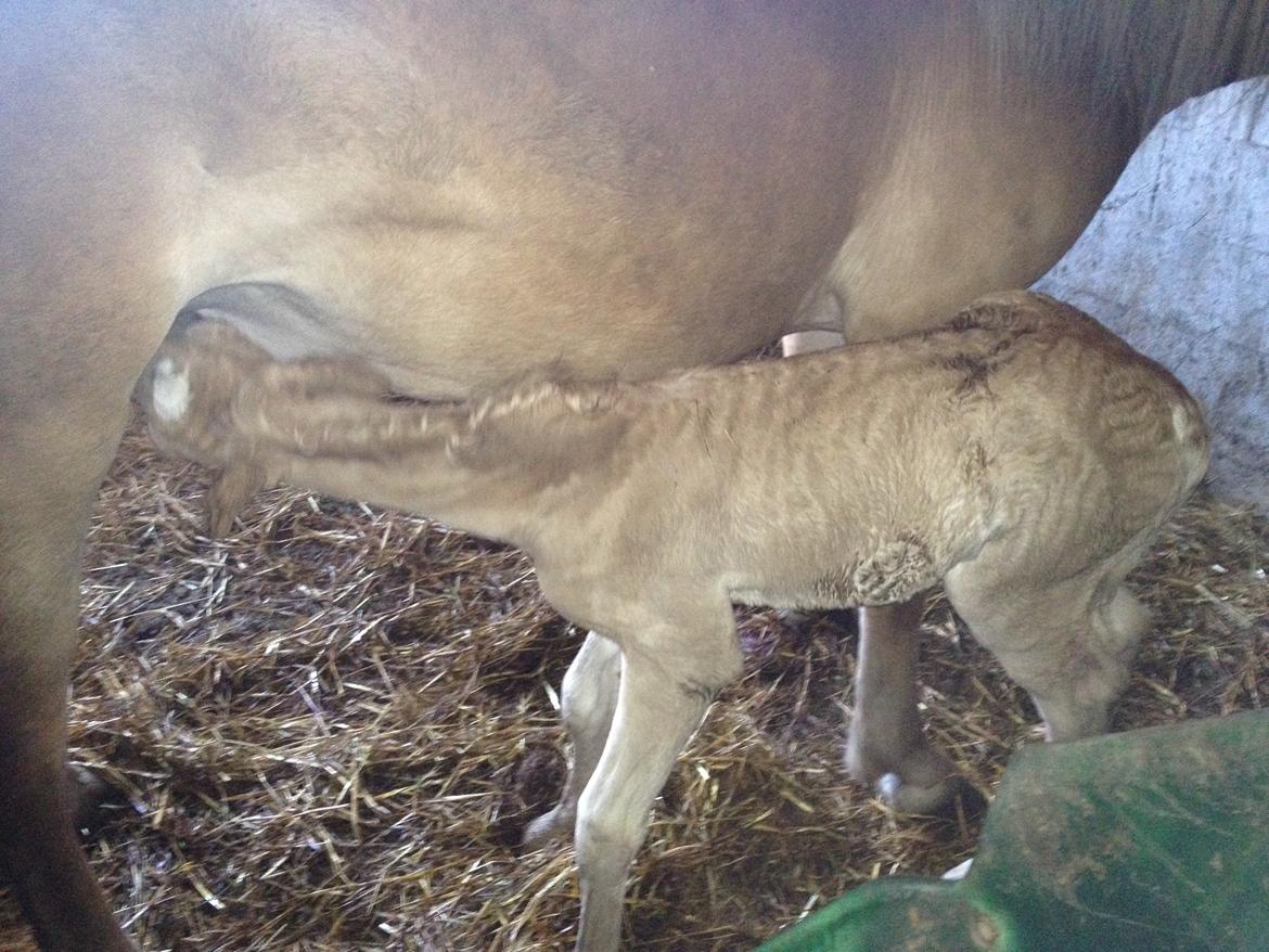 Haflinger Valencia Mosbøl - Billede fra dag 1 :) billede 4