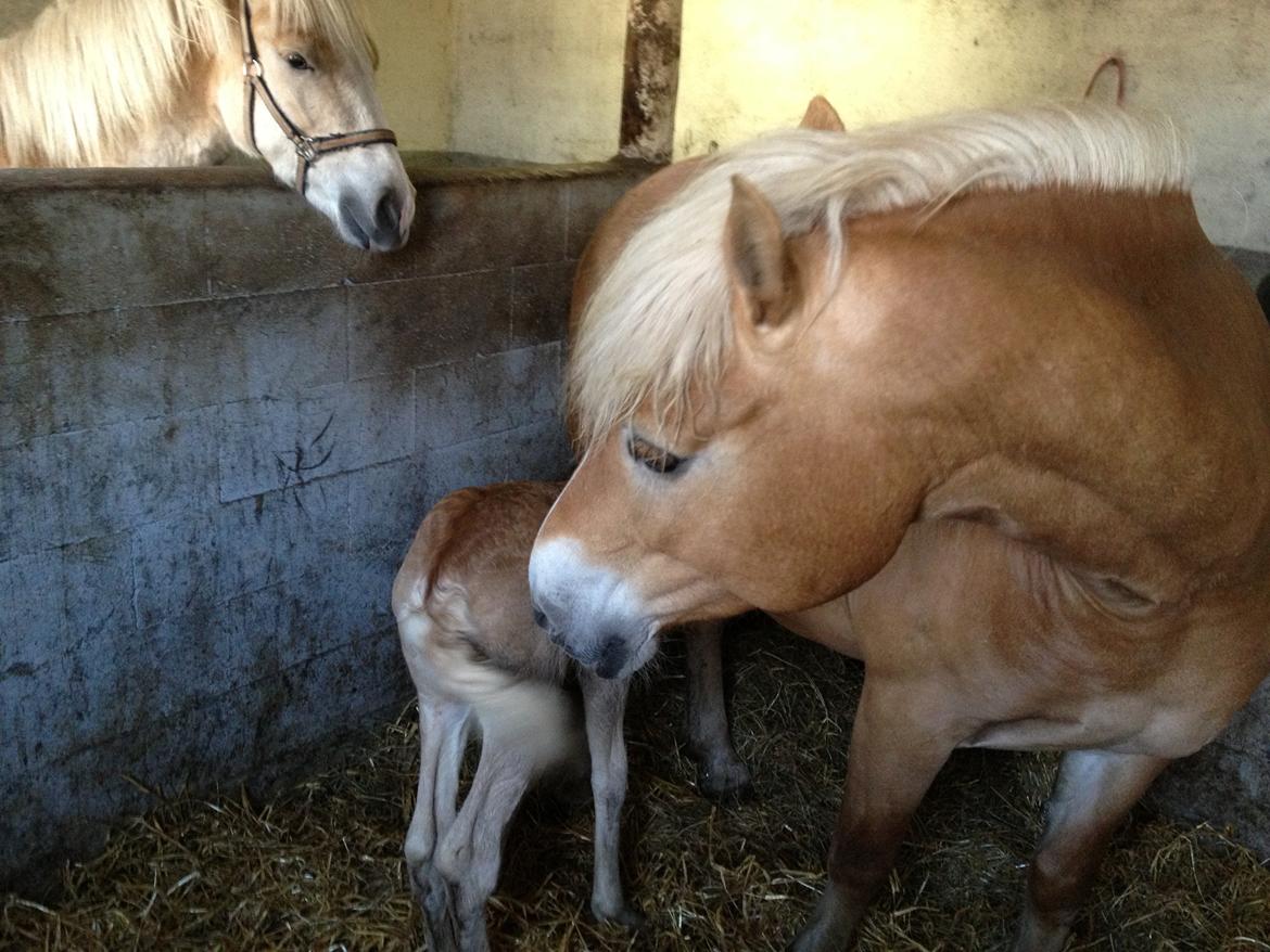 Haflinger Valencia Mosbøl billede 5