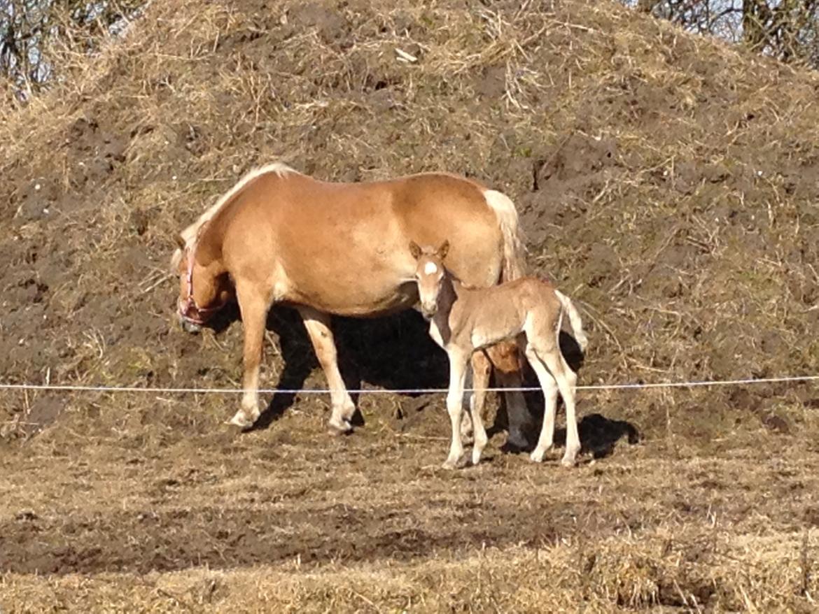 Haflinger Valencia Mosbøl - Aller første dag ude på folden. billede 6