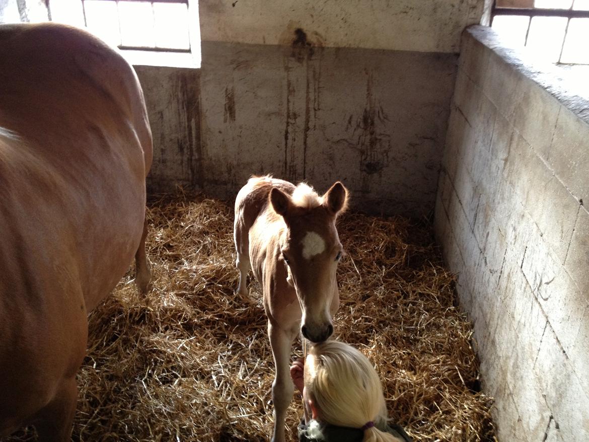 Haflinger Valencia Mosbøl - "Kan du spises?" billede 7