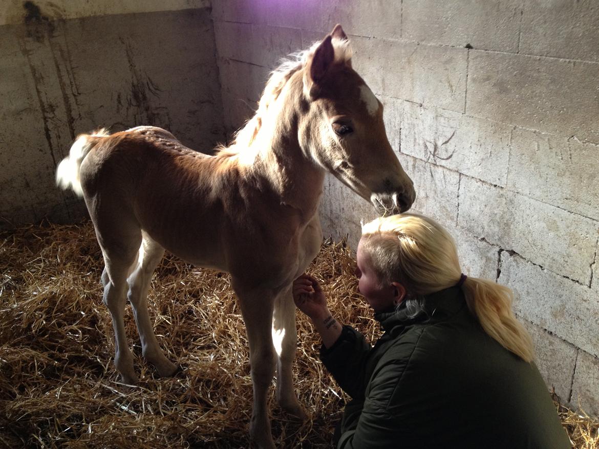 Haflinger Valencia Mosbøl billede 8