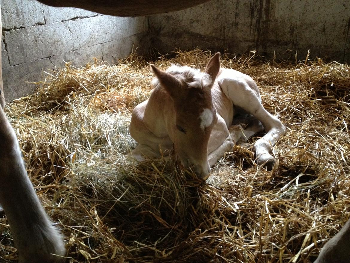 Haflinger Valencia Mosbøl - Det er hårdt at være en lækker lille baby ;) billede 9