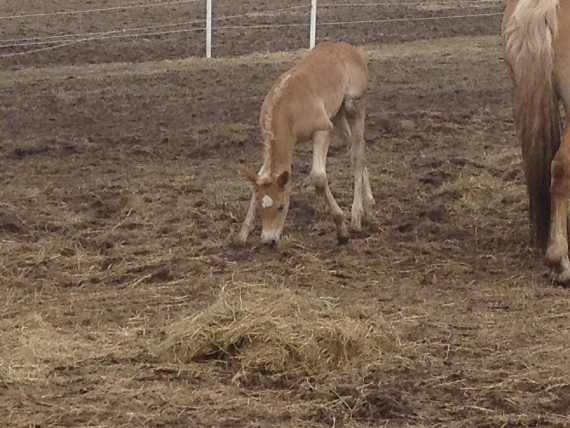 Haflinger Valencia Mosbøl billede 10