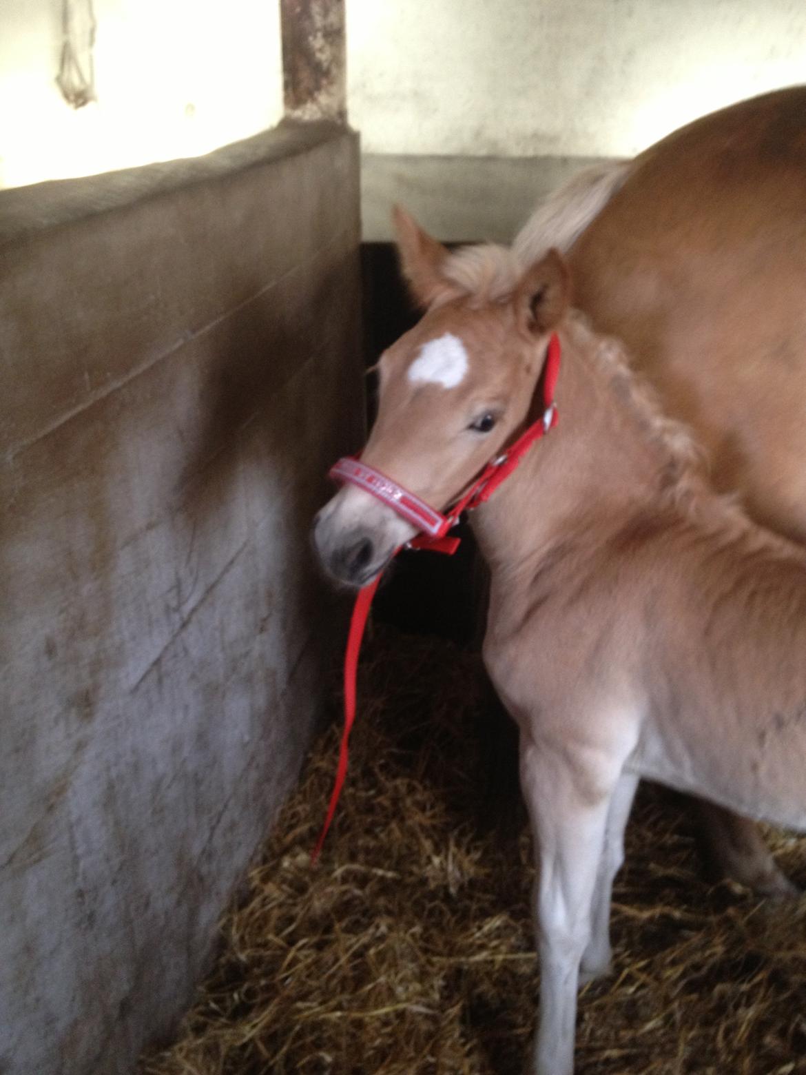 Haflinger Valencia Mosbøl - Se min fine nye grime :D billede 11