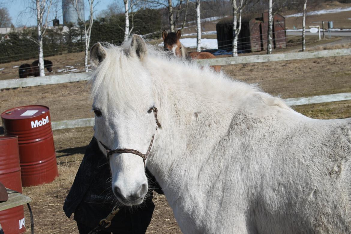 Anden særlig race Frisser [Might'N Magic] - April 2013<3 | Foto: Mutti. billede 7