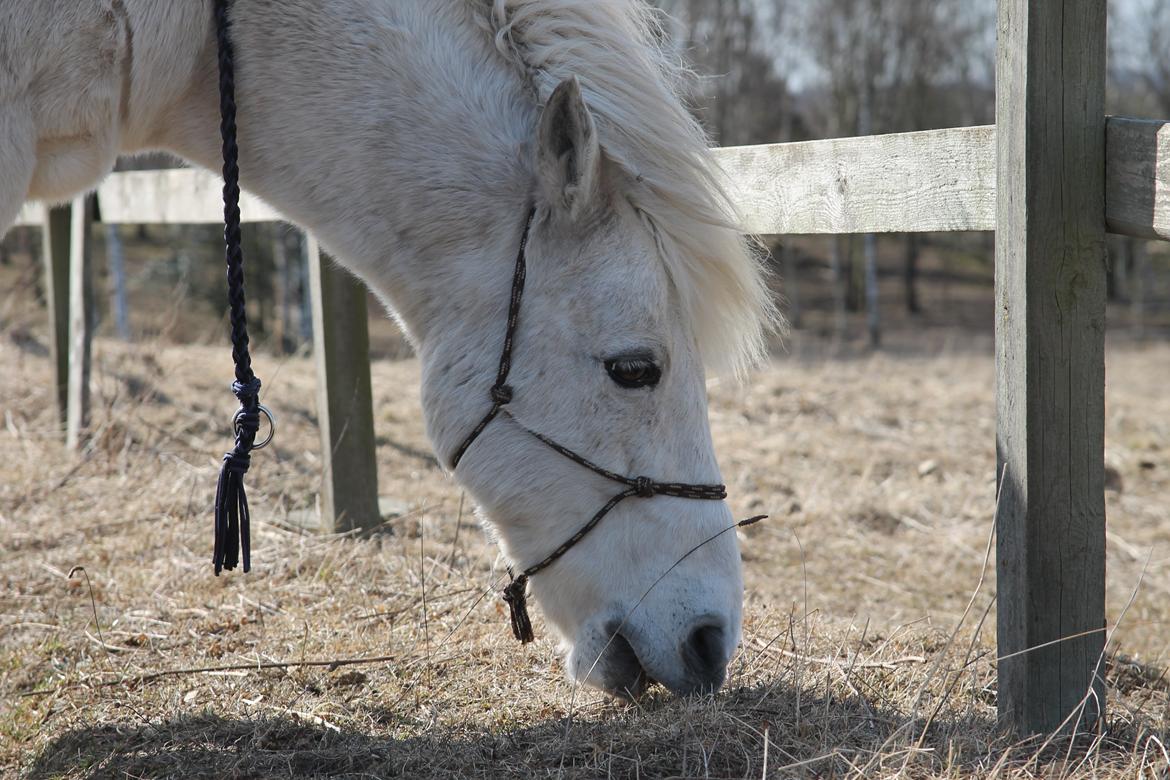 Anden særlig race Frisser [Might'N Magic] - April 2013 <3 | Foto: Mig. billede 2