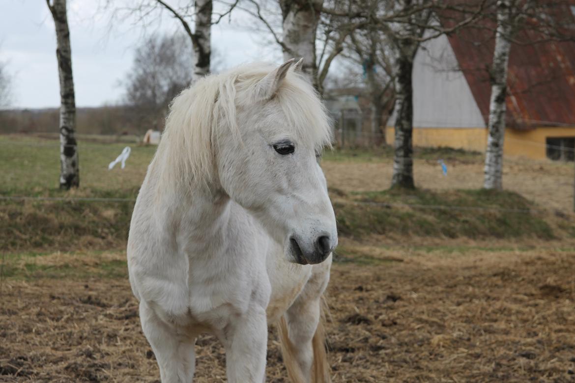 Anden særlig race Frisser [Might'N Magic] - Min lille gris<3 | April 2013 | Foto: Mig. billede 15