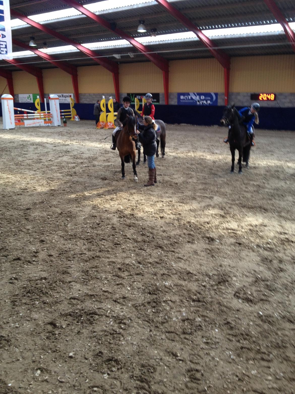 Irsk Sportspony Woodfield princess  billede 2