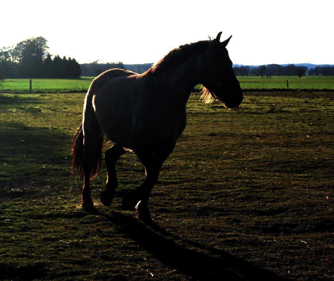 Anden særlig race RONALDO billede 10