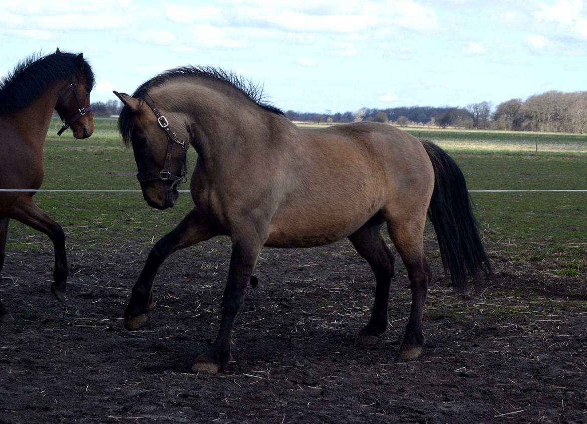 Anden særlig race RONALDO billede 9