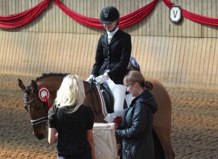 Tysk Sportspony HB Dreamgirl billede 9